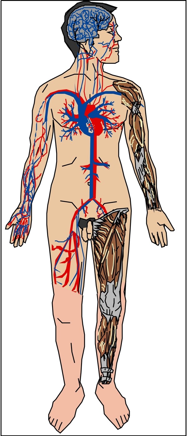 内脏解剖图