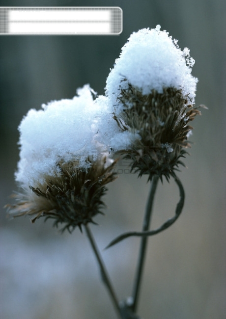 雪景图片素材