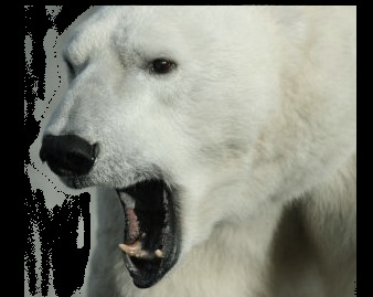 咧嘴的北极熊免抠png透明图层素材