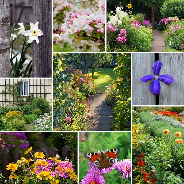 花园的美丽鲜花图片