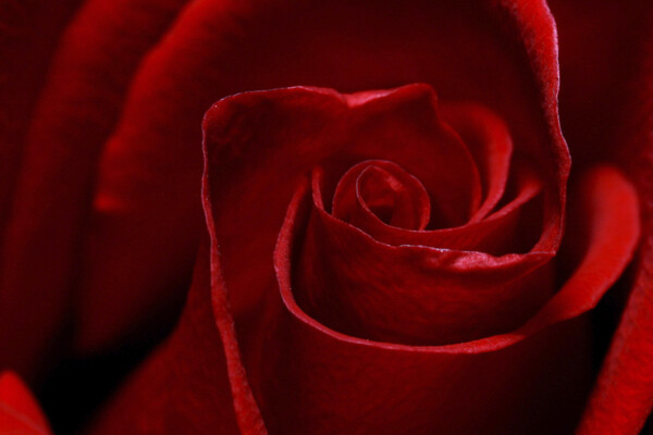 高清玫瑰花摄影图片