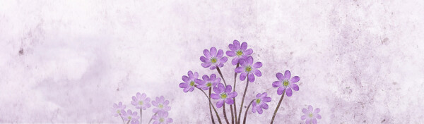 手绘紫色花朵淘宝全屏banner背景