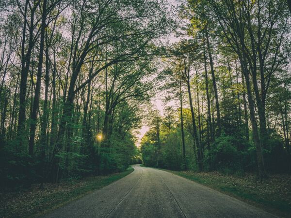 森林与道路