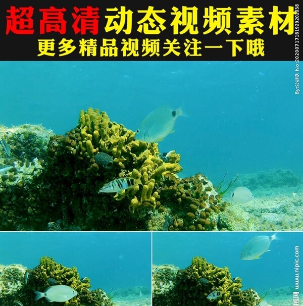 海底世界鱼群海藻实拍视频素材