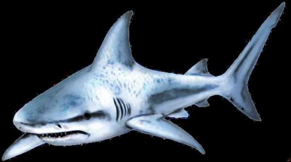 浅蓝色漂亮鲨鱼免抠png透明素材