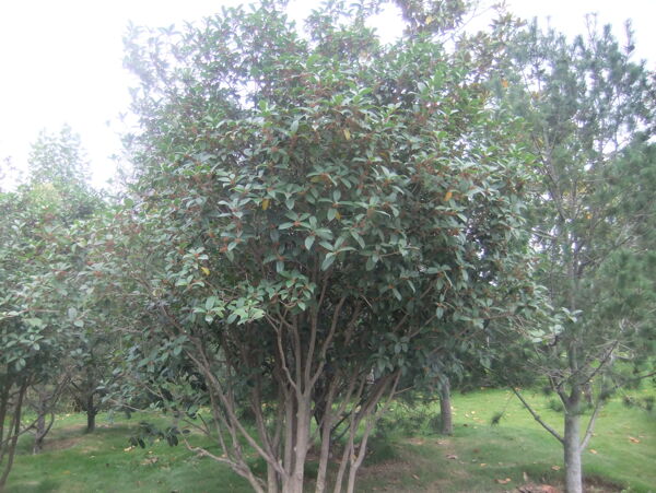 十里香桂花树图片