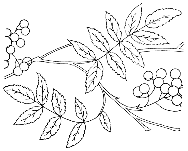 精美植物矢量线图1