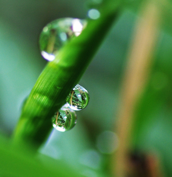 水珠图片