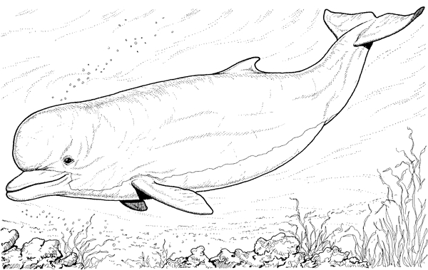 海豚素描