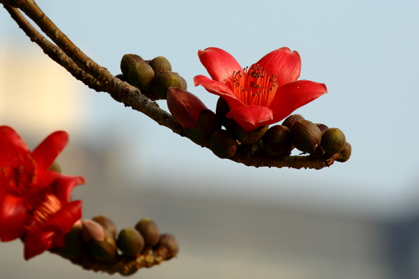 木棉花