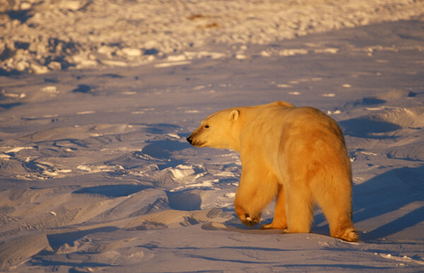 被阳光照射到身体的北极熊
