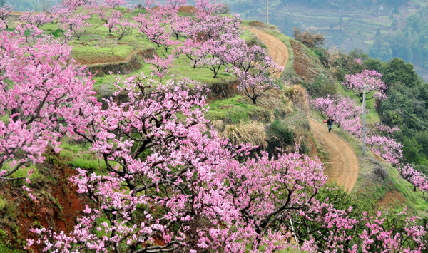 桃树桃花图片