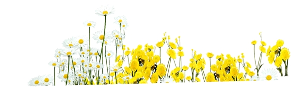 黄色花朵元素
