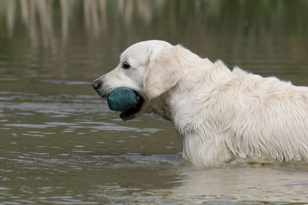 游泳的白狗