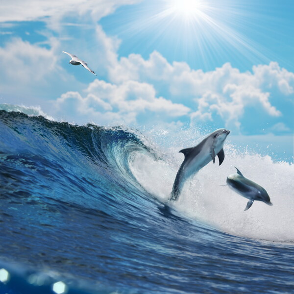 海上海豚图片