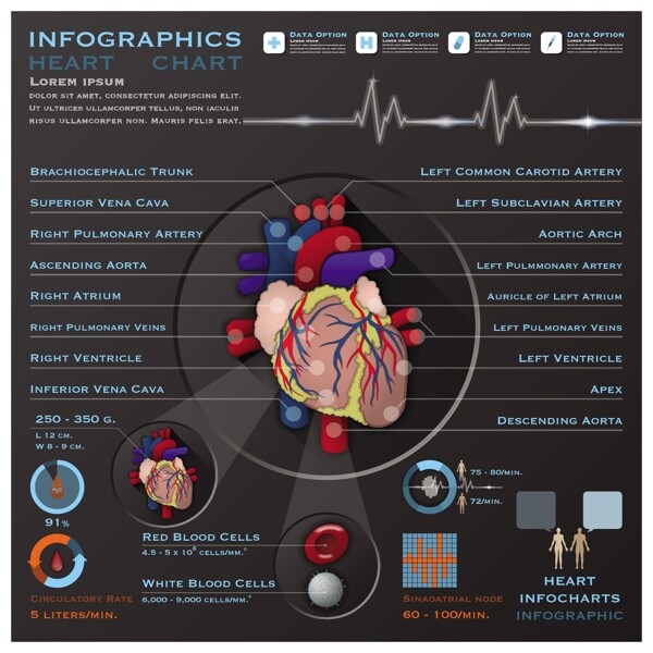 心脏信息图形设计矢量素材
