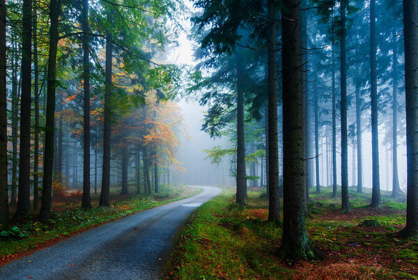 森林道路雾
