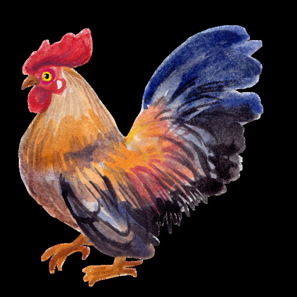 水彩绘画透明公鸡素材