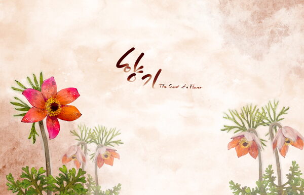 热情红色韩国花朵背景