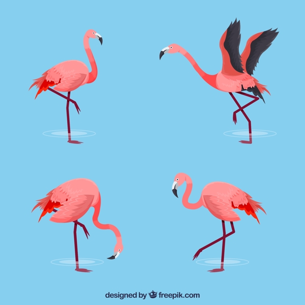 动感粉色火烈鸟图片
