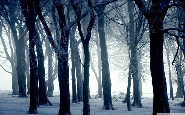 冬天森林图片