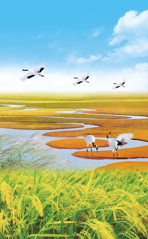 水稻风景仙鹤图片
