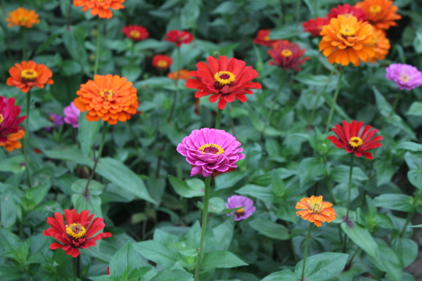 繁花似锦