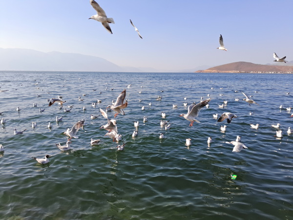 洱海旅游拍摄海鸟