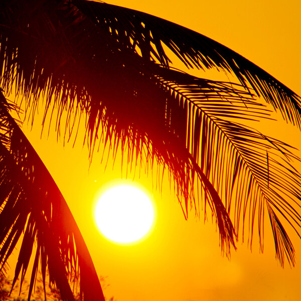 椰子树和落日图片