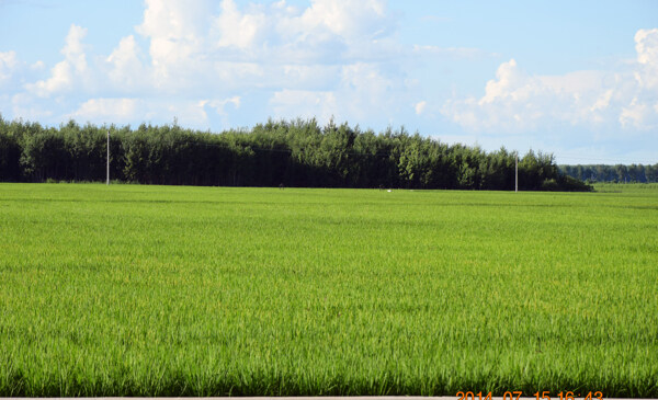 东北水稻图片