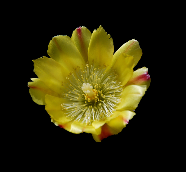 位图写实花卉植物花朵免费素材