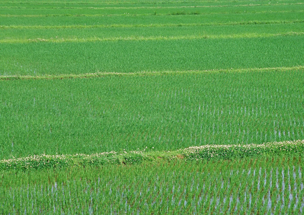 田园风光