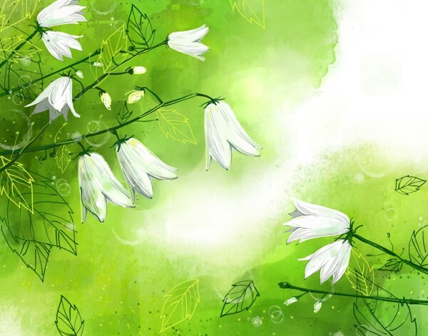 绿背景白色花朵