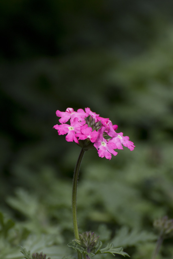 粉红色野花