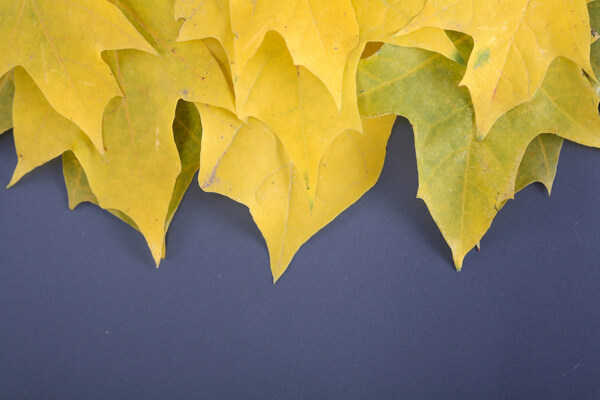 秋天发黄的枫叶图片