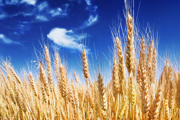 蓝天白云下的小麦