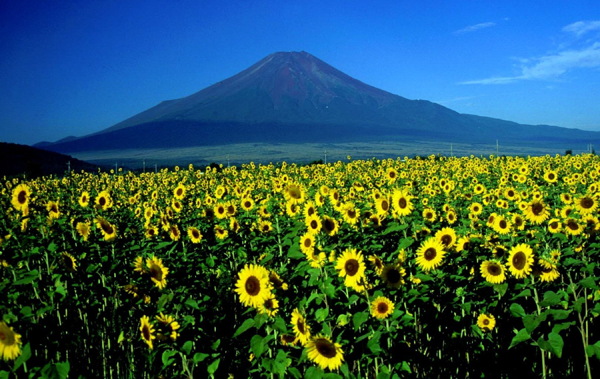 美丽的富士山下风景图片