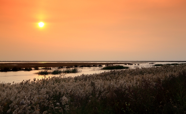 天津大港湿地公园夕阳风景