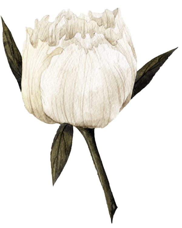一朵白色花卉图片素材