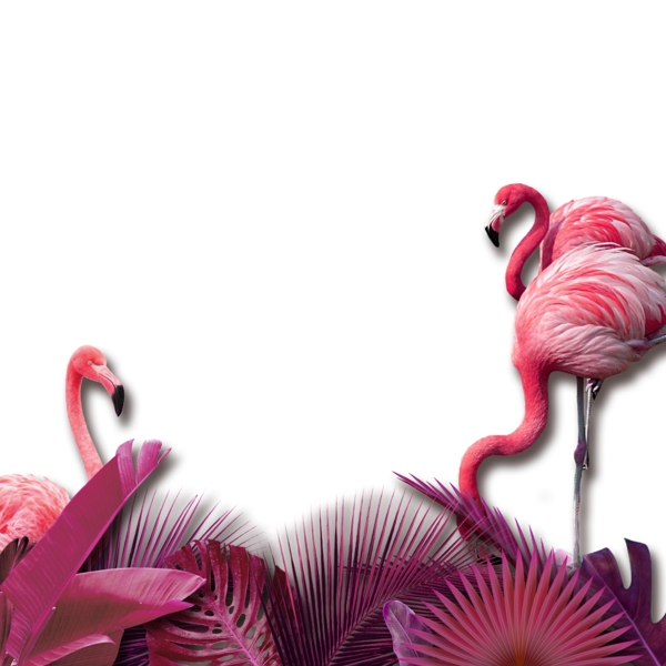 粉红色热带鸟