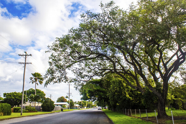 澳洲的马路和路边的大树