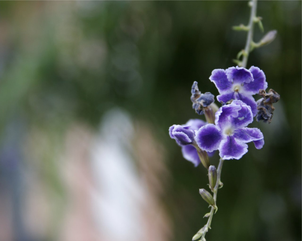 位图植物图案写实花卉花朵位图免费素材