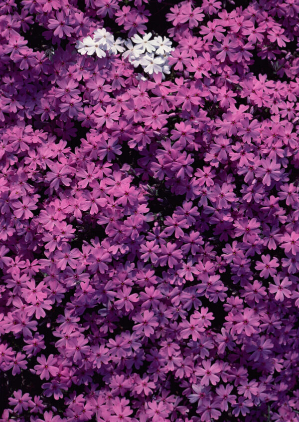 紫色花朵花瓣背景