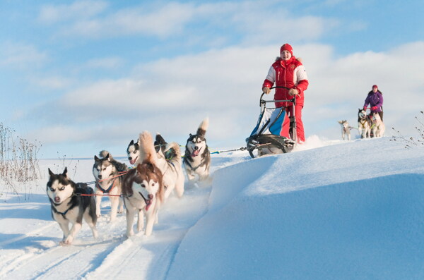 雪地里滑雪雪橇犬图片