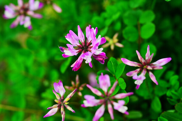 紫色苜蓿花