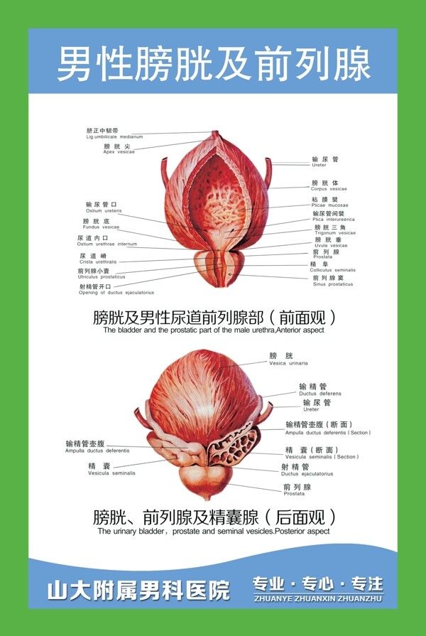 男性膀胱及前列腺挂图