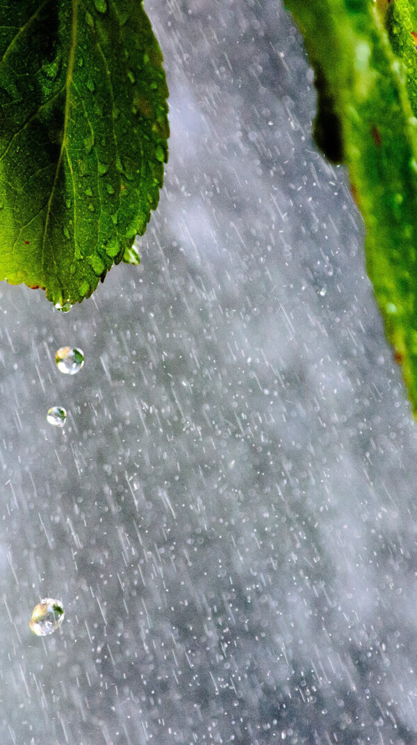 雨