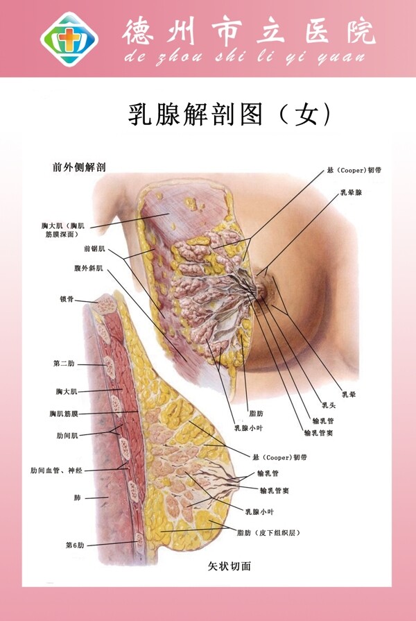 乳腺解剖图