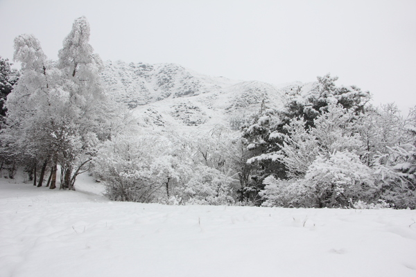 雪景图片