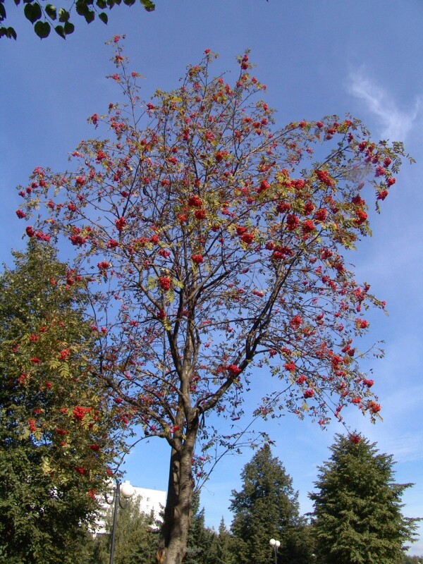 秋天红色果子树图片